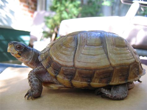 Three-toed box turtle. Things To Know About Three-toed box turtle. 